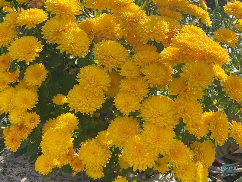 В ботсаду Днепровского национального университета цветут яркие астры и хризантемы - рис. 9