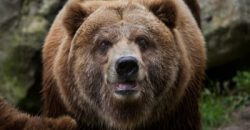 Сознательный зверь: в США медведь зашел в магазин соблюдая карантинные нормы - рис. 4