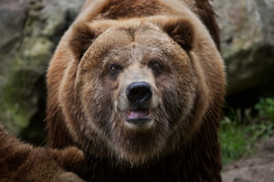 Сознательный зверь: в США медведь зашел в магазин соблюдая карантинные нормы - рис. 1