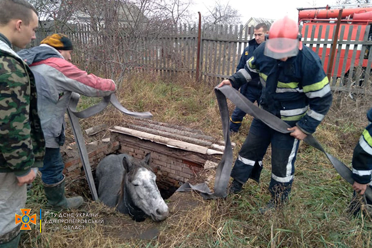 На Днепропетровщине cпасатели вытащили коня из глубокой ямы (Фото) - рис. 1