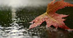 Дождливо: какой будет погода в Днепре 8 ноября - рис. 13