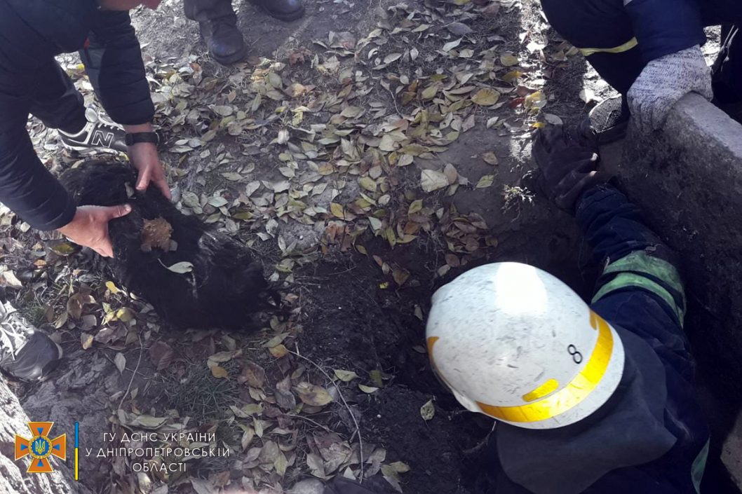 В Каменском спасатели достали из канализационного колодца собаку - рис. 1