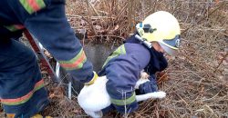 В Павлограде из колодца спасатели достали собаку - рис. 3