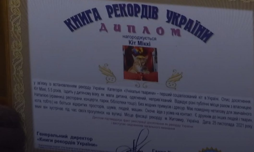 Самый социализированный кот: Микки из Житомира попал в Книгу рекордов Украины - рис. 3