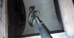В Днепре спасатели отловили змею в частном доме (Фото) - рис. 6