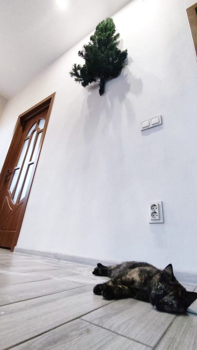 "Лежит, горюет": днепряне установили елку на стене, чтобы уберечь ее от кошки - рис. 2