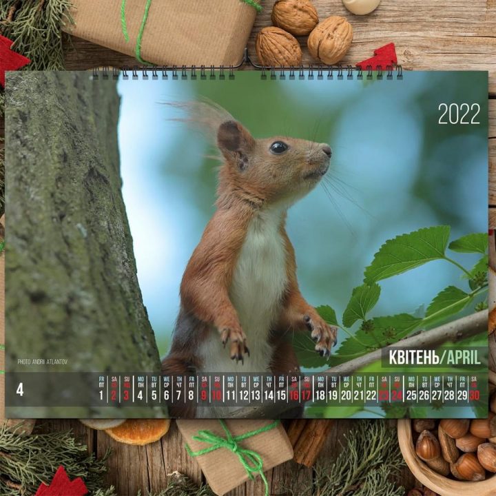 Фотограф из Днепра представил «беличий» календарь на 2022 год - рис. 5
