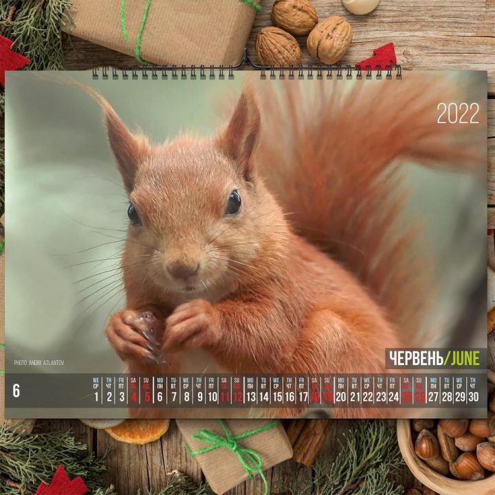 Фотограф из Днепра представил «беличий» календарь на 2022 год - рис. 7