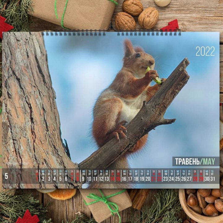 Фотограф из Днепра представил «беличий» календарь на 2022 год - рис. 6