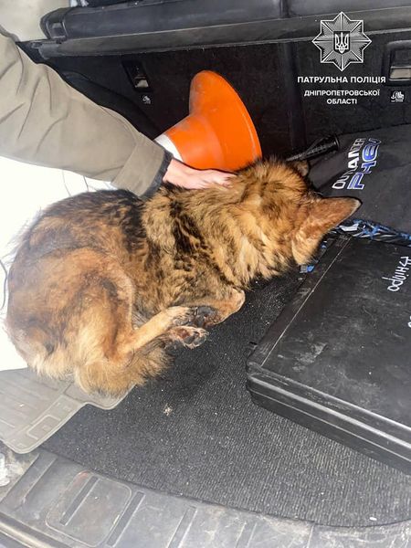 В Днепре патрульные полицейские спасли замерзавшую собаку - рис. 1