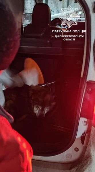 В Днепре патрульные полицейские спасли замерзавшую собаку - рис. 2
