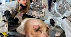 В Киеве сделали татуировку свинье: на горе-мастеров написали заявление в полицию - рис. 11