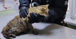 Патрульные Днепра спасли беременную кошку, которая попала под колеса машины - рис. 4