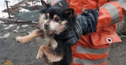 На Днепропетровщине спасатели достали из западни щенка - рис. 15