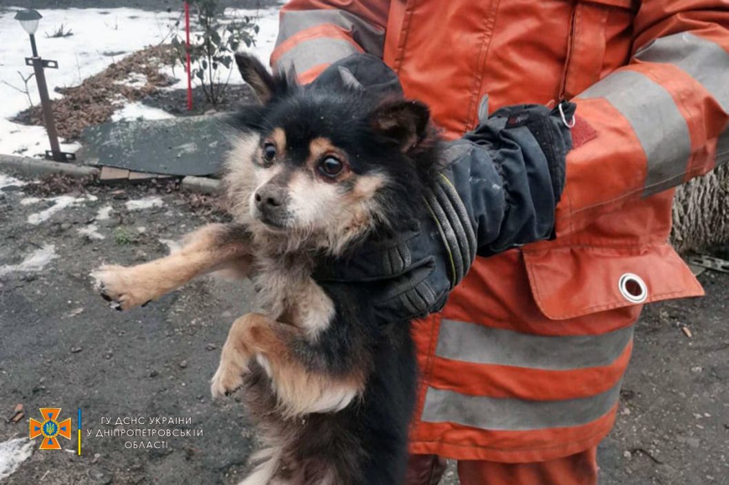 На Днепропетровщине спасатели достали из западни щенка - рис. 2