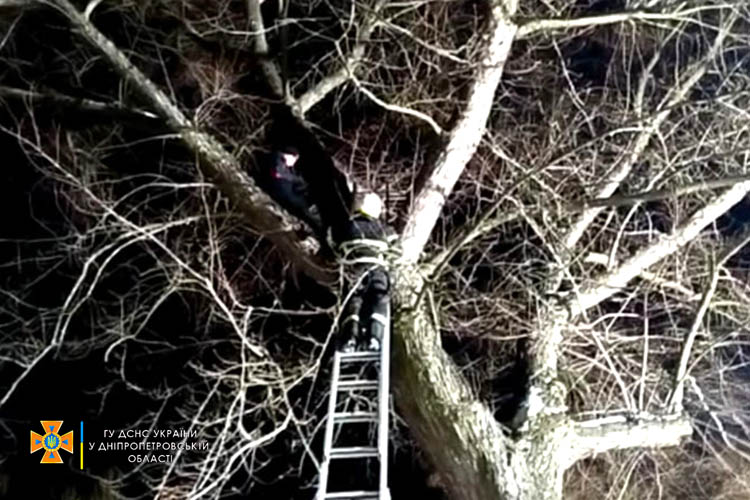 В Павлограде спасли подростка, который залез на вершину 7-метрового дерева - рис. 1