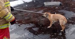 В Днепре спасатели сняли собаку с крыши магазина - рис. 8