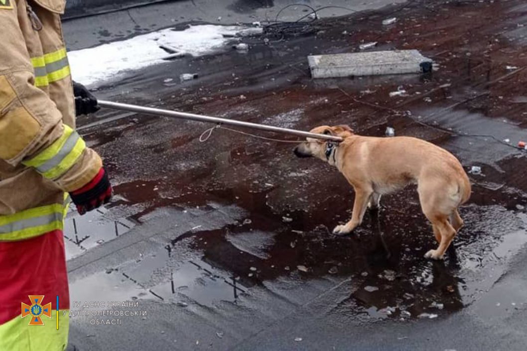 В Днепре спасатели сняли собаку с крыши магазина - рис. 1