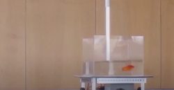 В Израиле рыбка научилась управлять аквариумом на колесах (Видео) - рис. 3