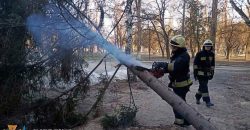 Заблокировало проезд скорых: в Днепре на территории больницы упало дерево - рис. 13