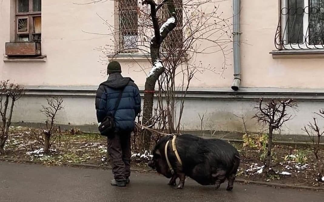 В Кривом Роге мужчина на поводке выгуливал огромную свинью (Фото) - рис. 1