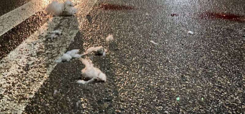 В Днепре водитель Kia Sephia сбил женщин на пешеходном переходе - рис. 2