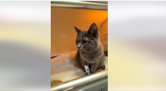 Хэппи-энд: в Днепре кошка выжила после 15 минут в работающей стиральной машинке - рис. 1