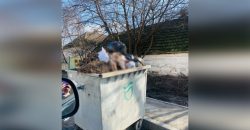 Неприятная находка: в Днепре в мусорном контейнере нашли козьи головы - рис. 18
