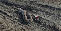 В Павлограде нашли огромную мертвую змею - рис. 16