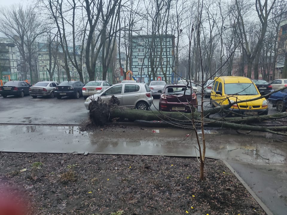 В Днепре дерево упало на припаркованный автомобиль - рис. 1