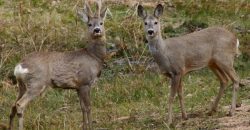 Штраф за убийство: в Днепре нашли застреленную косулю (Фото) - рис. 3