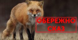 Бешенство: в лесах Днепропетровской области объявлен карантин - рис. 14