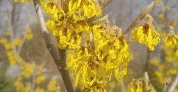 «Весна побеждает»: в ботсаду Днепра расцвел гамамелис - рис. 5