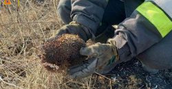 Спасенные ёжики: в Днепропетровской области продолжают жечь сухостой - рис. 16