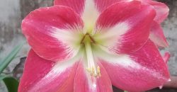 В Днепре распустилось «Пламя победы»: в Ботсаду ДНУ цветут роскошные цветы (Фото) - рис. 7