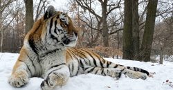 Путин умер: в зоопарке США скончался тигр-тезка президента рф - рис. 7