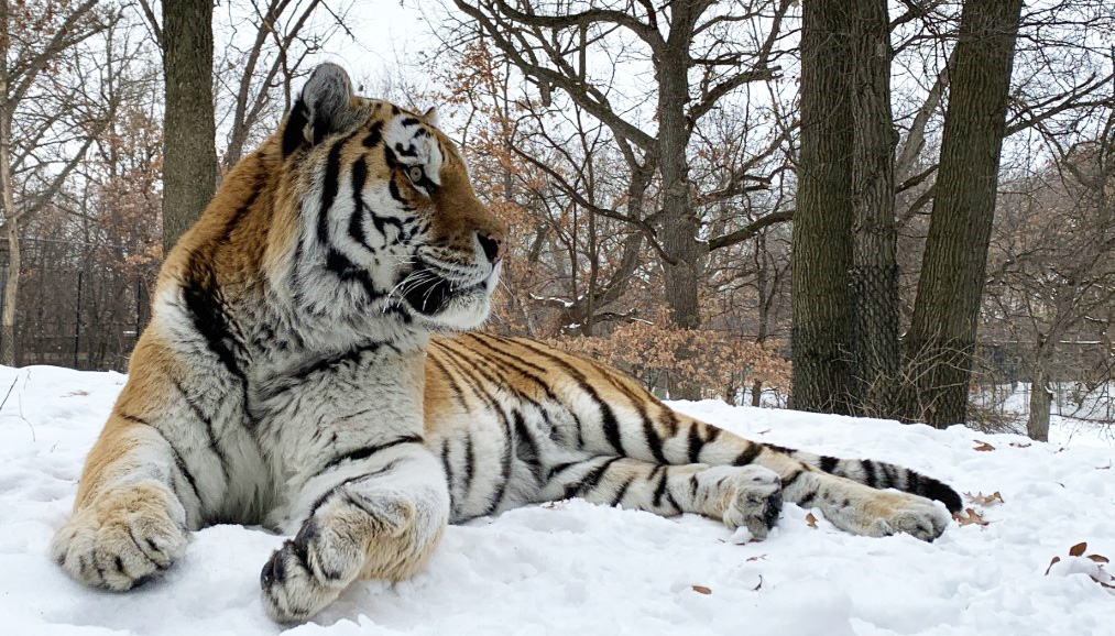 Путин умер: в зоопарке США скончался тигр-тезка президента рф - рис. 1