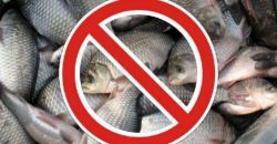 В Днепре и области запретят ловить рыбу на время нереста: какие штрафы - рис. 2