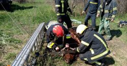 На Днепропетровщине спасли теленка, упавшего в колодец - рис. 19