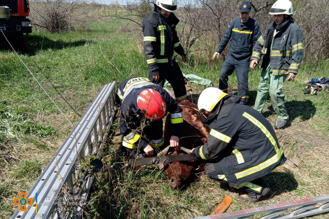На Днепропетровщине спасли теленка, упавшего в колодец - рис. 3