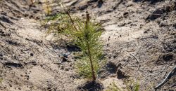Сосна, акация, дуб: на Днепропетровщине весной высадили более миллиона деревьев - рис. 12