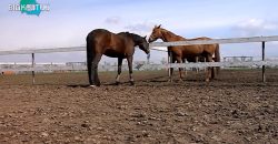 Из зоны боевых действий в Днепр вывозят жеребцов конного театра - рис. 13