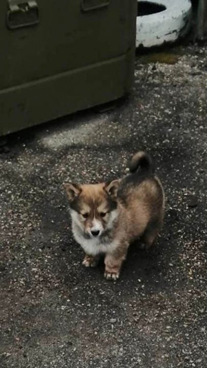 В батальоне днепровской теробороны появился четырехлапый воин (Фото) - рис. 1