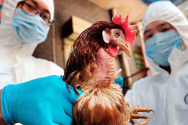 В Китае зафиксирован первый случай заражения человека птичьим гриппом Н3N8 - рис. 1