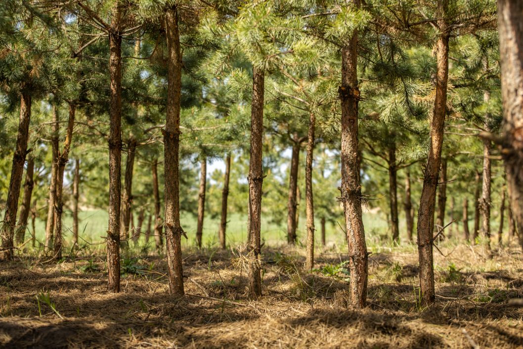 Масштабное озеленение: в этом году на Днепропетровщине высадили около 170 га лесов - рис. 1