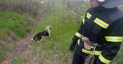 На Днепропетровщине спасатели вытащили собаку из колодца - рис. 14