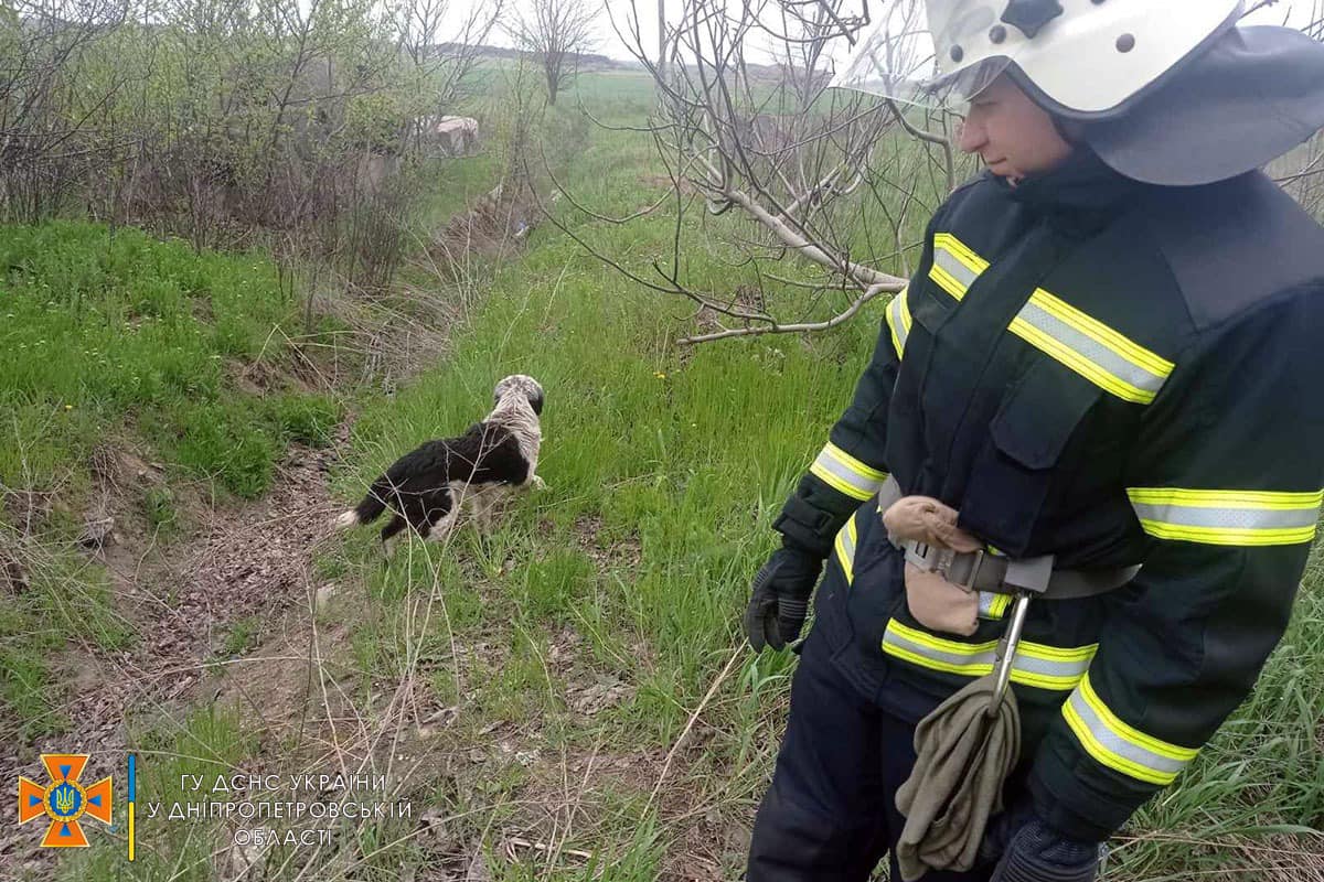 На Днепропетровщине спасатели вытащили собаку из колодца - рис. 3