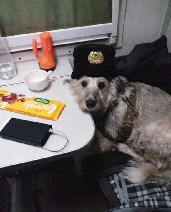 Помогает людям спастись: на рейсе Днепр-Киев работает четырёхлапая проводница - рис. 1