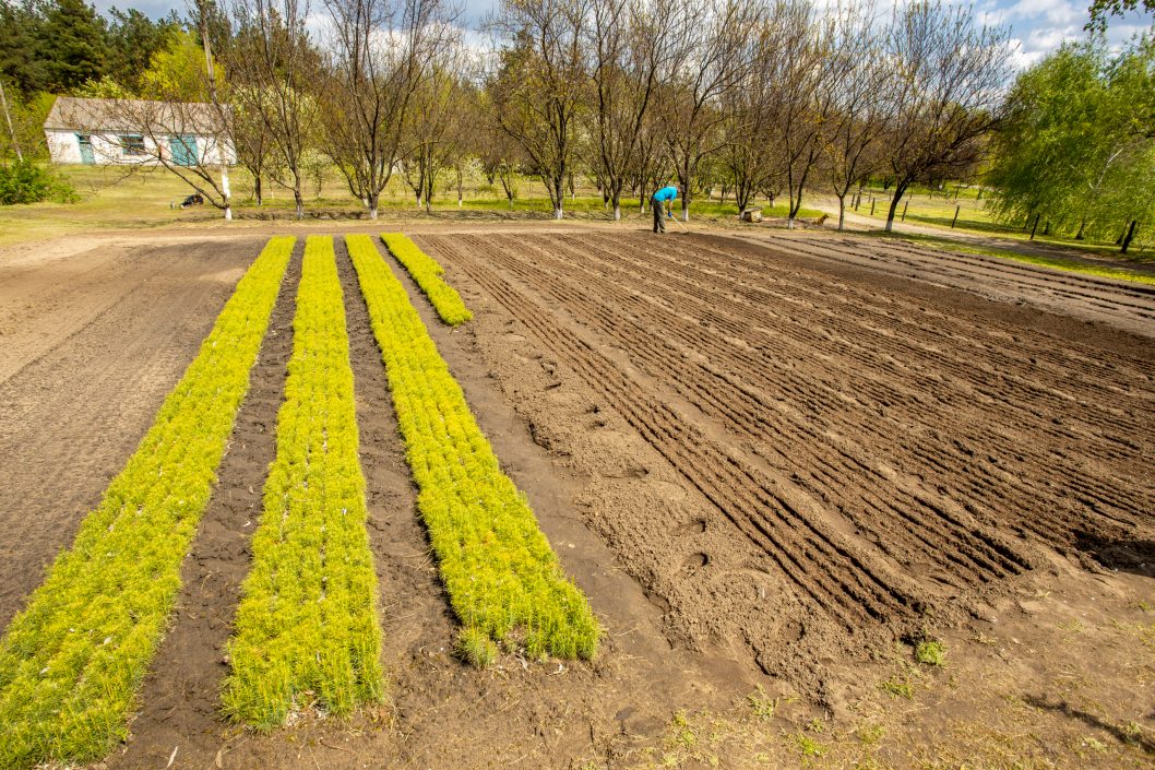 Масштабное озеленение: в этом году на Днепропетровщине высадили около 170 га лесов - рис. 6