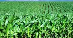 В Днепропетровской области аграриям передали немецкие семена кукурузы - рис. 4
